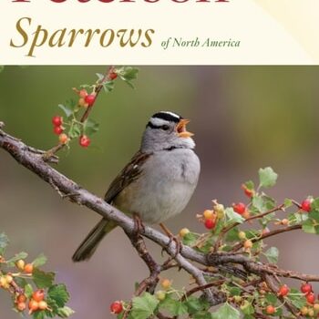 Ebook Peterson Reference Guide To Sparrows Of North America (Peterson Reference Guides) cheap pdf
